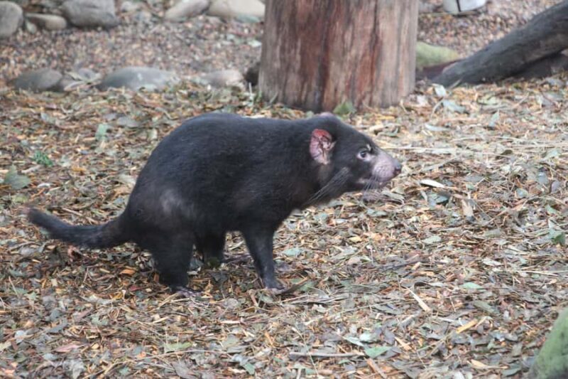 Blue Mountains private tour with Featherdale Wildlife Park - Who Should Book This Tour?