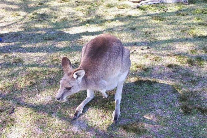 Blue Mountains Private Tour with Kangaroo and Koala Experience - The Value of This Tour