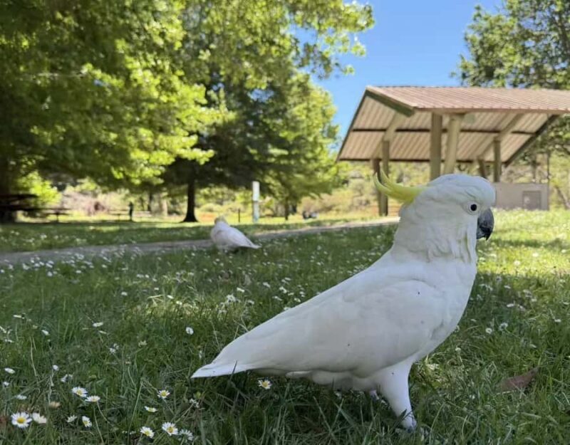 Blue Mountains Tour, Katoomba Falls & Cockatoos Small Group - Who Should Consider This Tour?