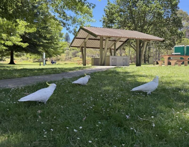 Blue Mountains Tour, Katoomba Falls & Cockatoos Small Group - FAQ