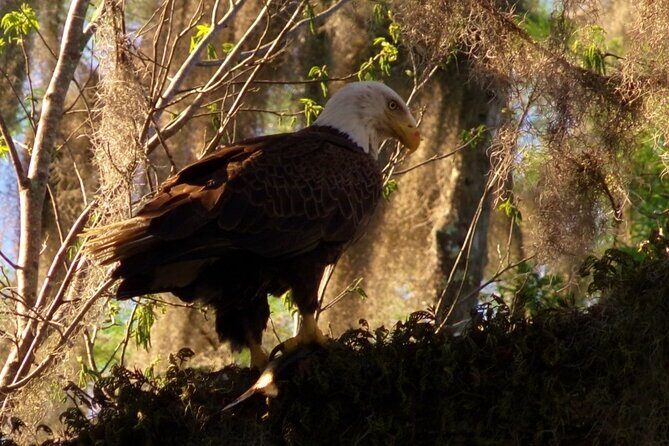 Blue Springs Kayak & Swim Wildlife Adventure - Who Will Love This Tour?