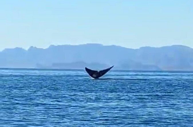 Blue Whale Watching in Loreto - What to Expect on This Loreto Blue Whale Tour