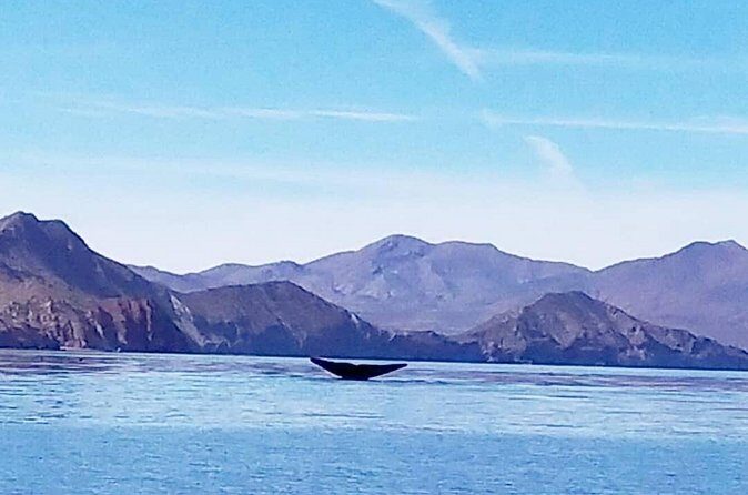 Blue Whale Watching in Loreto - Who Should Consider This Tour?