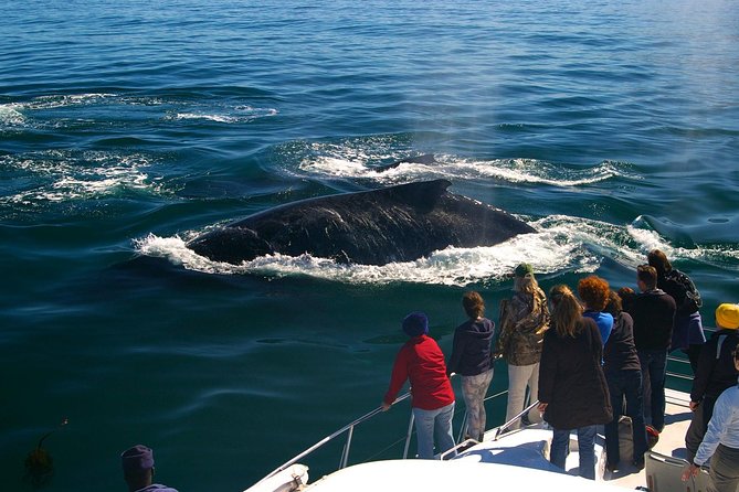 Boat Based Whale Watching From Hermanus - The Tour Experience