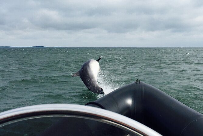 Boat Seafari Adventure - An In-Depth Look at the Dundee Boat Seafari Adventure