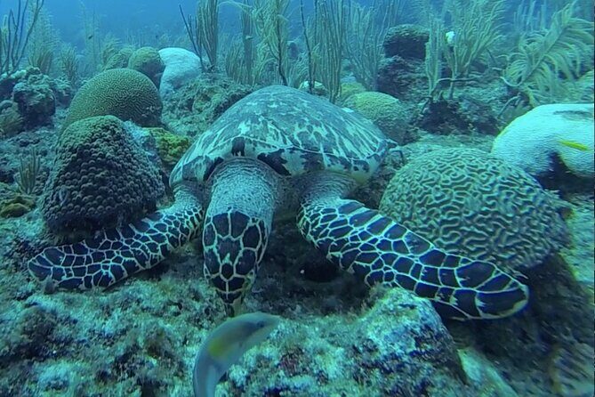 Boat Snorkeling and beach day to the Fajardo islands - The Sum Up: Who Will Love This Tour?