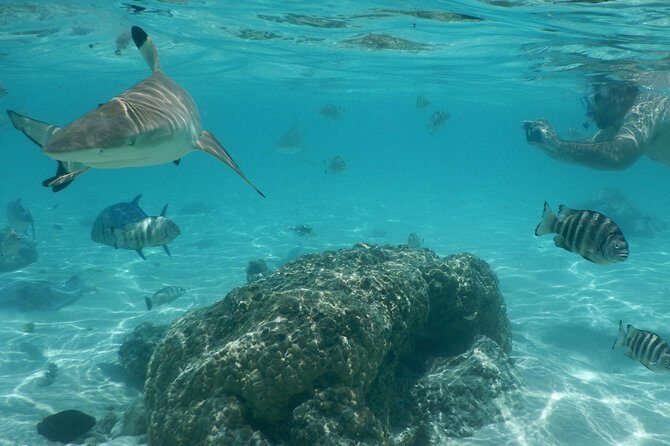 Boat tour 1/2 day Excursion in the lagoon of Moorea - FAQ