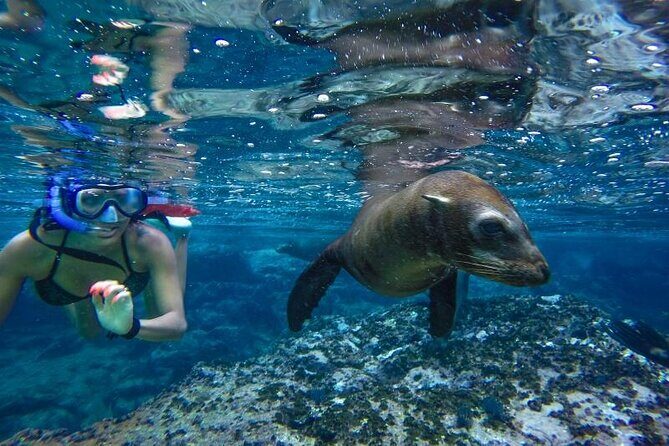 Boat Tour and Snorkel at Pelican Rock - The Journey Through Land’s End and the Marine Life