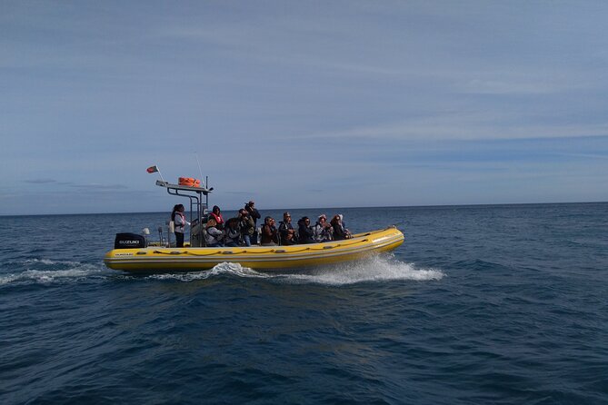 Boat Tour - Arrábida Coves - Meeting and Pickup Details