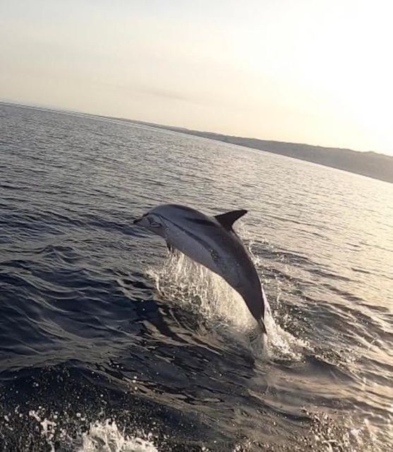 Boat Tour Exploring and Searching for Dolphins in Acitrezza - Inclusions and Accessibility Details