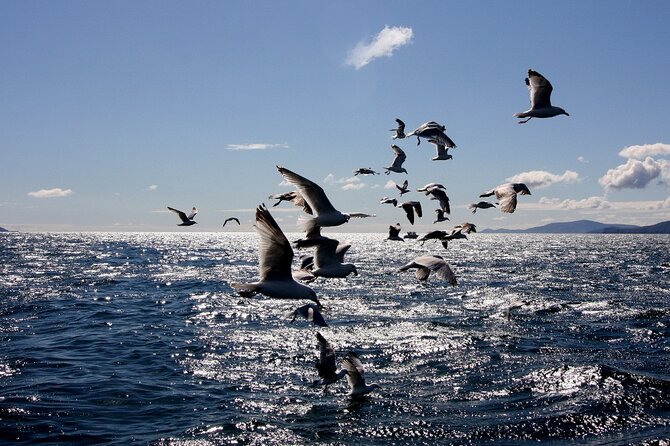 Boat Tour of Dingle Peninsula - Accessibility Features