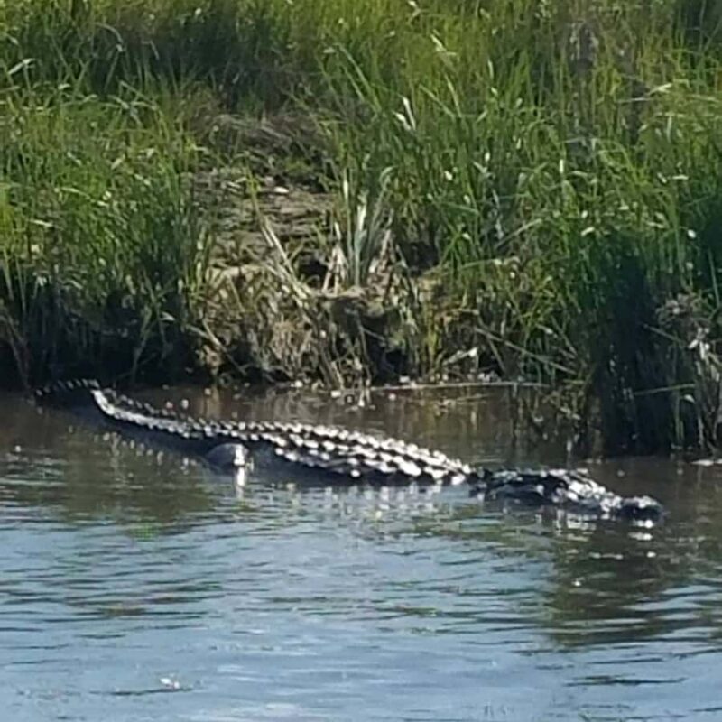 Boat Tour of Louisiana Bayous Near New Orleans - A Deep Dive into the Bayou Experience