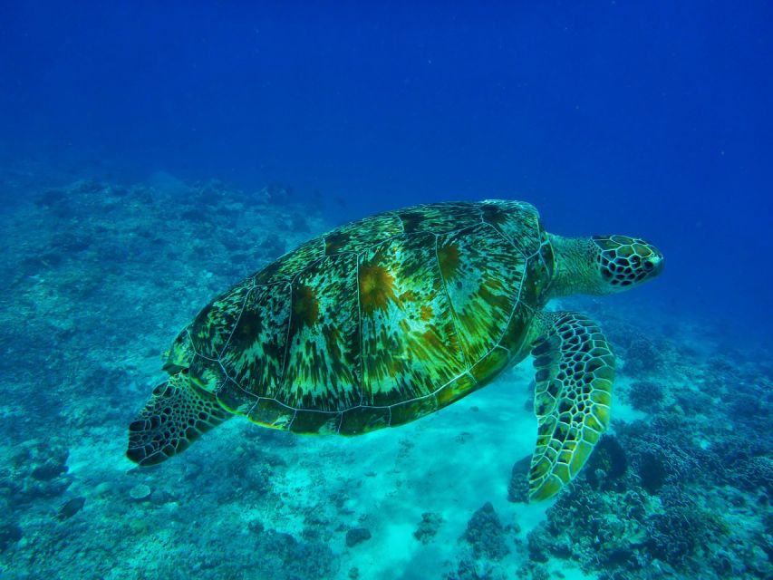 Boat Tour Playa Del Carmen - Overview