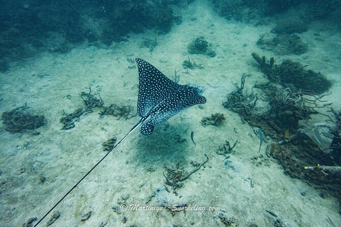 Boat Trip for Snorkeling Discovery of Corals - Why Choose This Adventure
