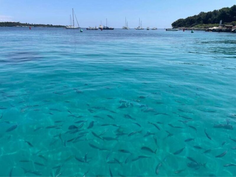 Boat Trip to the Lérins Islands and Cannes - Highlights