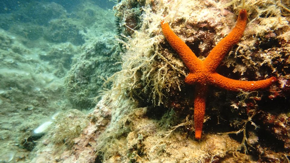 Boat Trip With Snorkeling (Monopoli) - Exploring the Aquatic Life