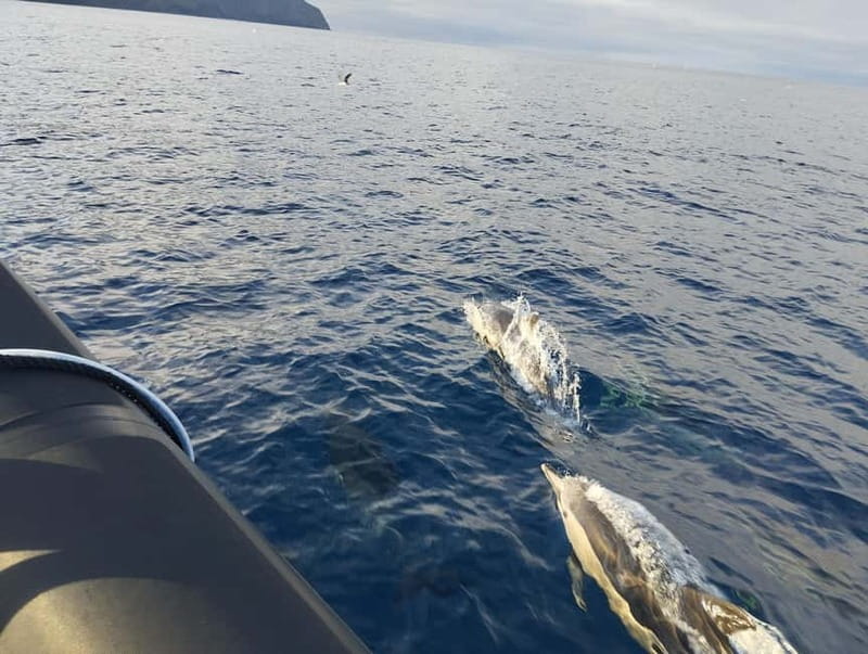 Boat trips to Corvo Island - Key Points
