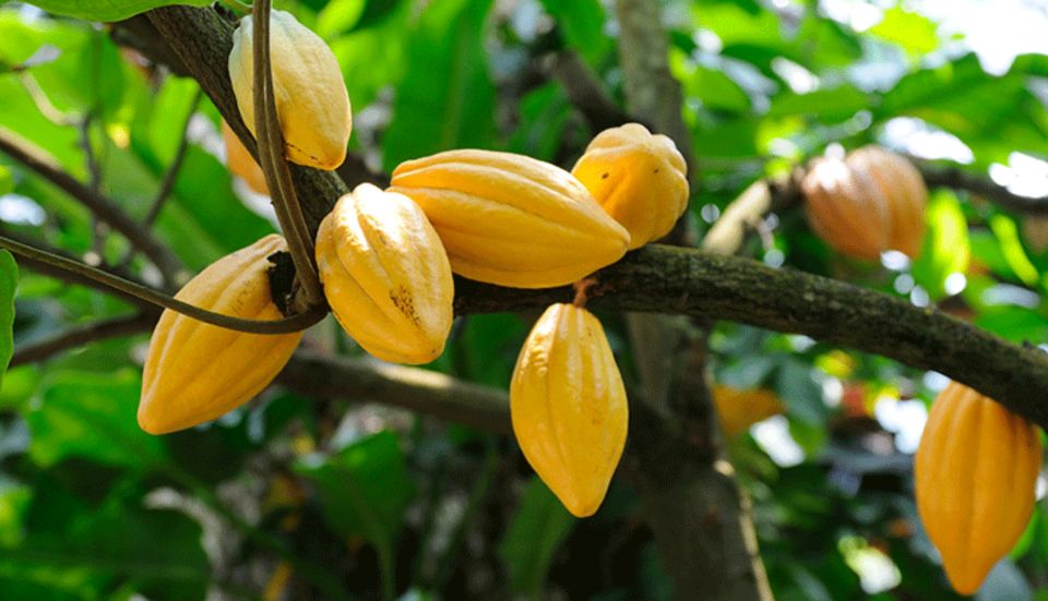 Boca Chica: Guided Hike and Kayaking in Los Haitises - Cancellation Policy