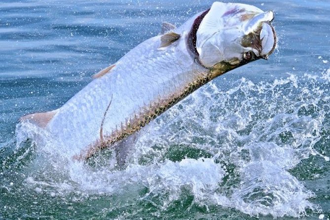 Boca Grande Inshore Fishing Charter - Booking Information and Pricing