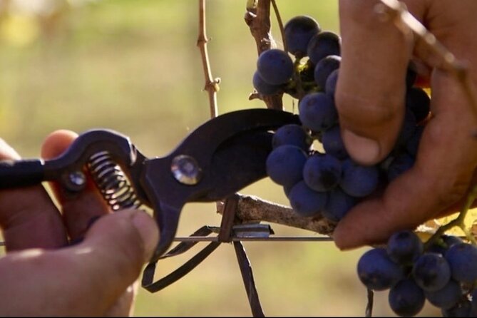 Bodega Gamboa Small-Group Wine Tasting Tour With Lunch - Booking Information