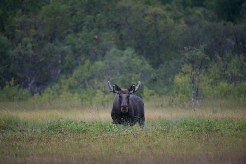 Bodø: Moose Safari Tour - An In-Depth Look at the Bodø Moose Safari Tour