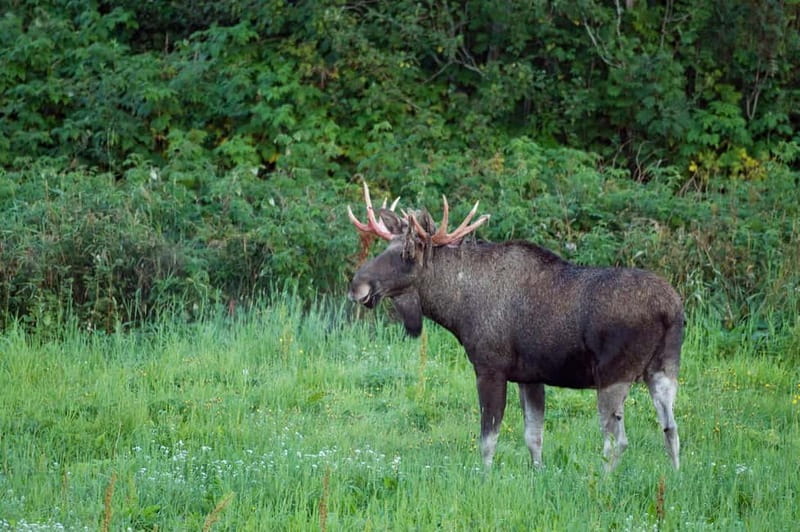 Bodø: Moose Safari Tour - Final Thoughts