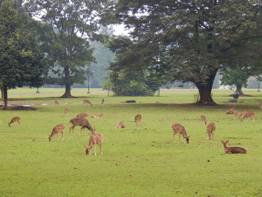 Bogor: Private Car Charter With Driver in Group by Van - Cancellation Policy