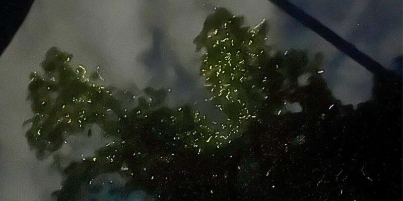 Bohol: Abatan River Firefly Watching Private Tour - Key Points