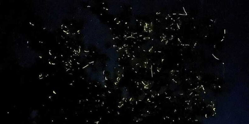 Bohol: Abatan River Firefly Watching Private Tour - FAQs