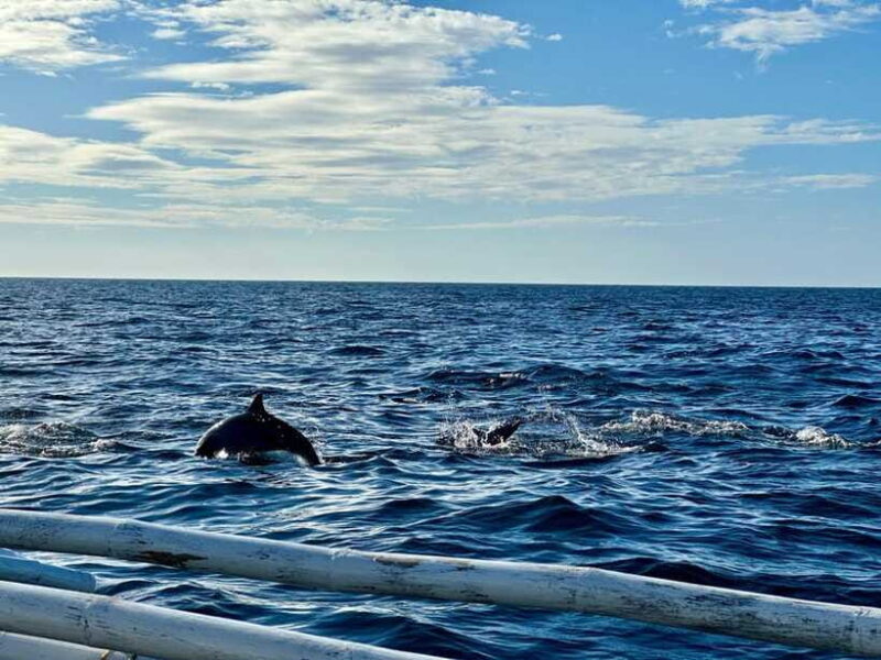 Bohol Balicasag Is Private Tour and Dolphin Watching - The Sum Up