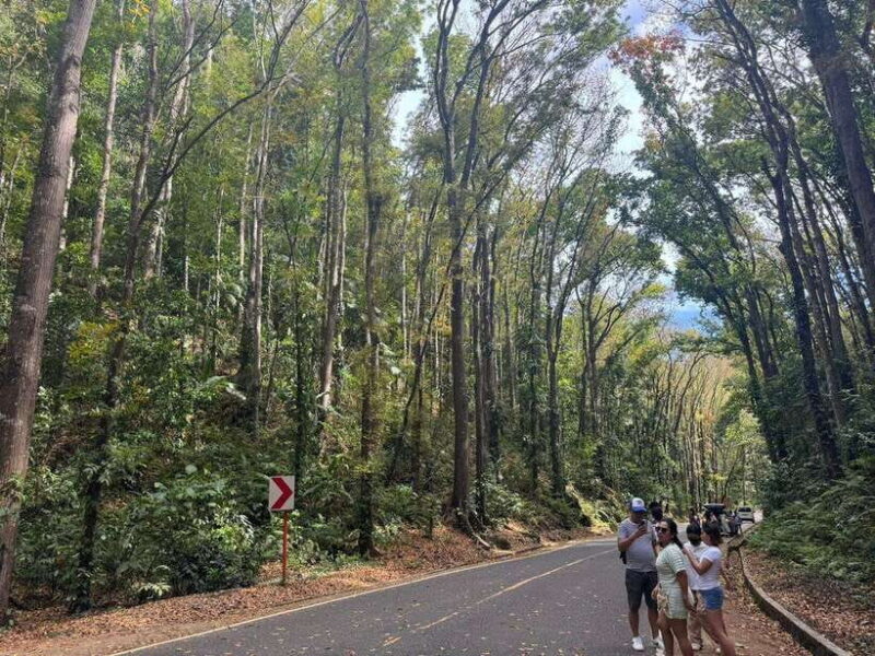 Bohol: Budgeted Countryside with Buffet Lunch Private Tour - An Honest Look at the Bohol Countryside Experience