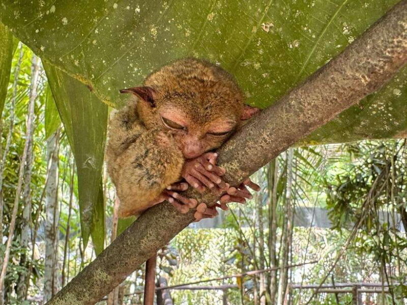 Bohol: Budgeted Countryside with Buffet Lunch Private Tour - Relaxing and Feasting on the Loboc River Cruise