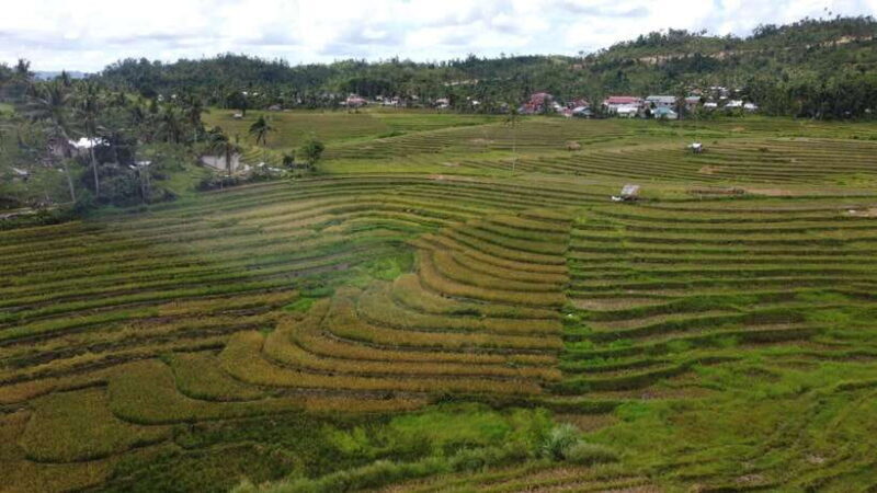Bohol Candijay Rice Terraces, Water Falls & Anda Beach - Key Points