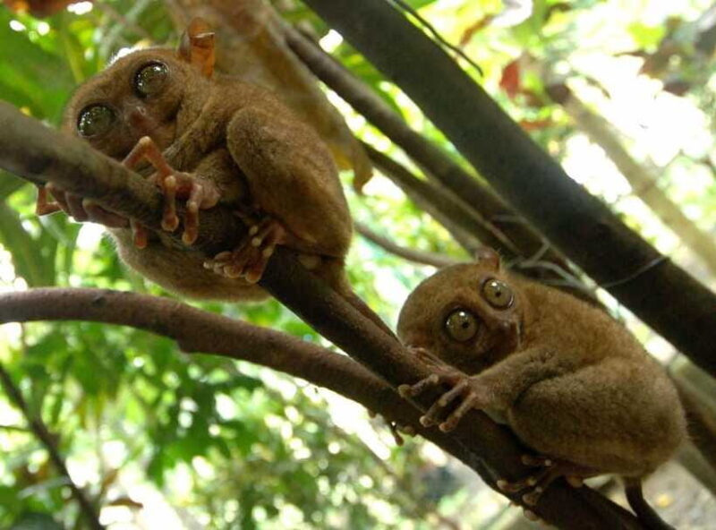 Bohol: Choco Tour + Loboc River Lunch Buffet + ATV Adventure - Final Drop-offs and Practical Details