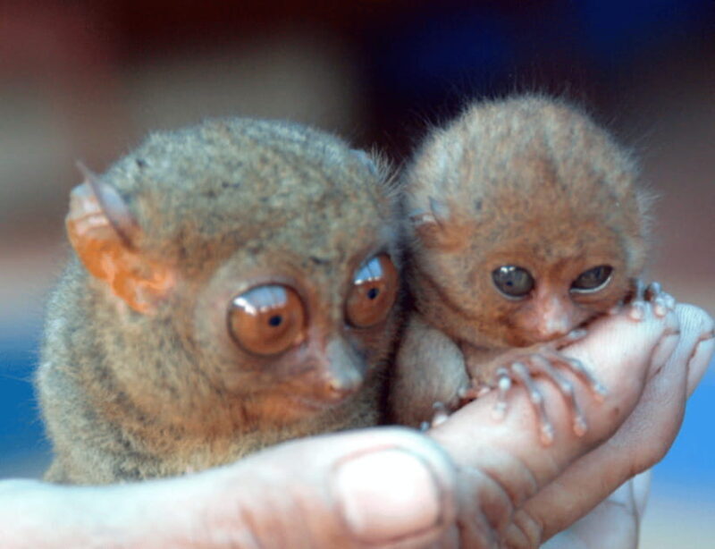 Bohol: Choco Tour & Tarsiers with Lunch - Pricing & Value