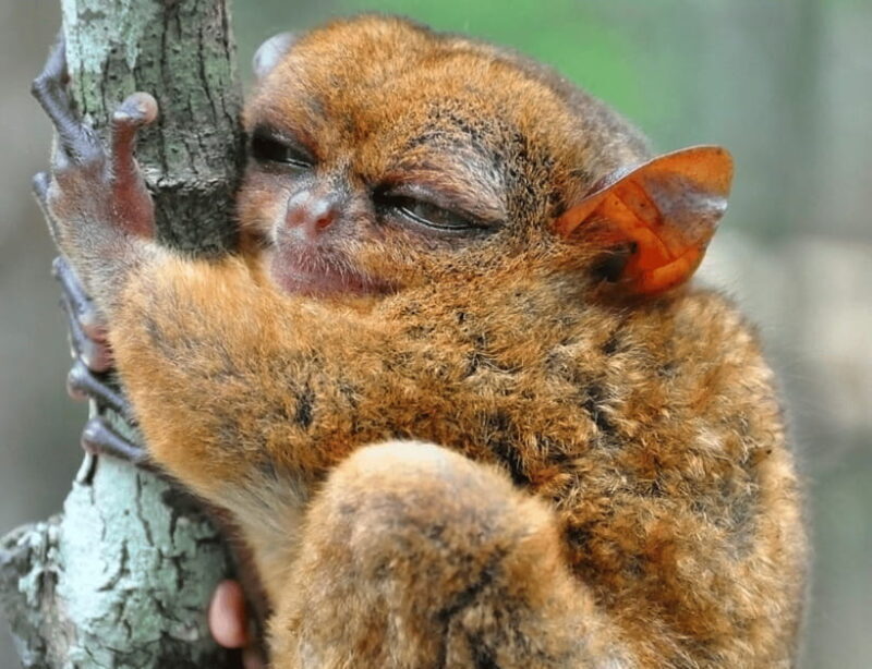 Bohol: Choco Tour & Tarsiers with Lunch - Who Should Consider This Tour?