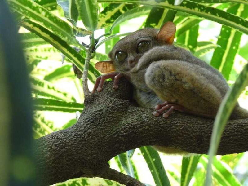 Bohol: Countryside Tour with Tarsiers and Chocolate Hills - Key Points