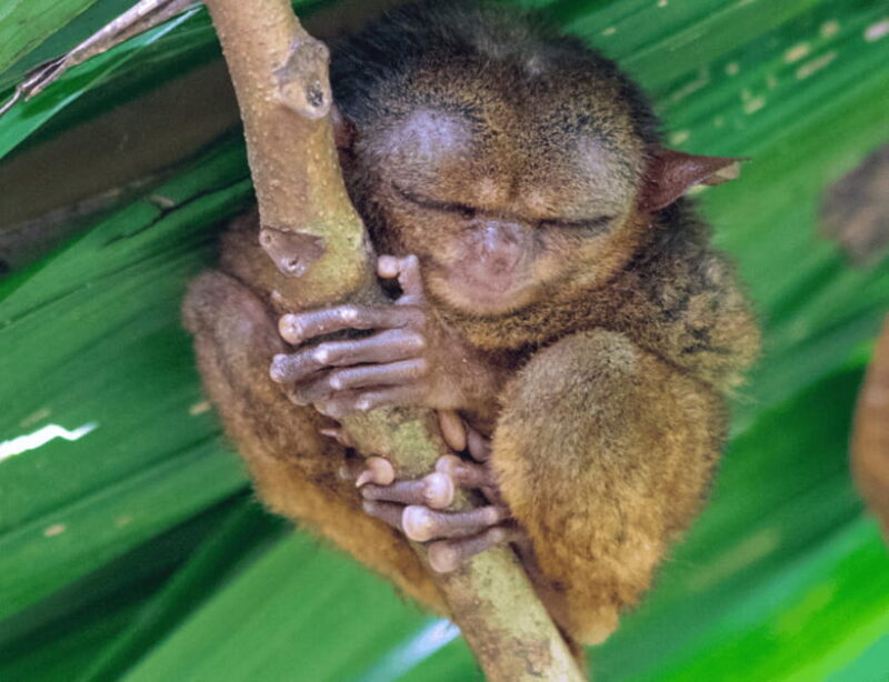 Bohol: Countryside Tour with Tarsiers and Chocolate Hills - Who Should Consider This Tour?