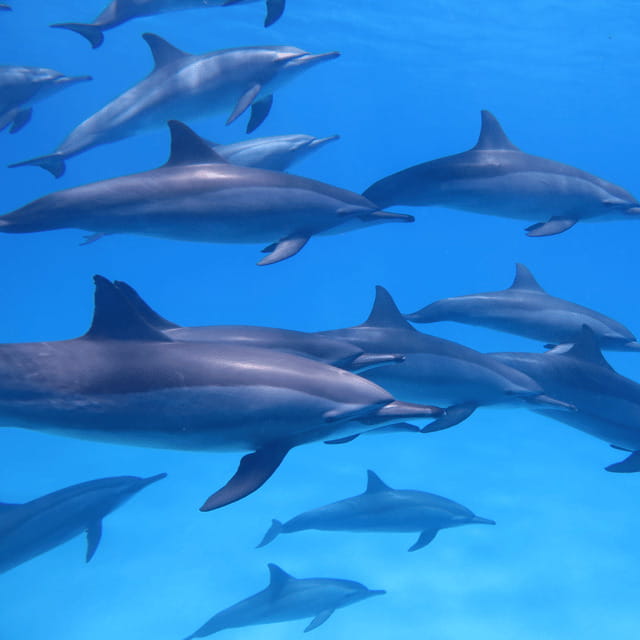 Bohol: Dolphin Watching, Balicasag Island Hopping Tour - Final Thoughts