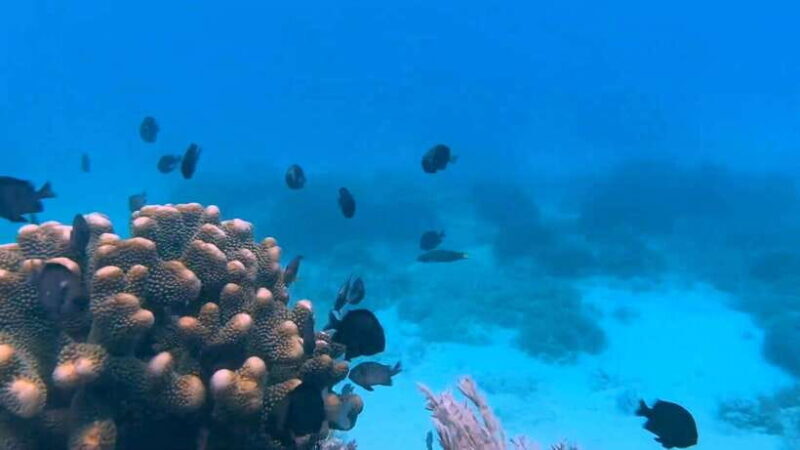 Bohol: Dolphin Watching & Snorkeling at Balicasag Island - An In-Depth Look at the Experience