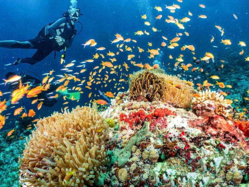 Bohol: First-Time Scuba Dive - No Experience Needed - An Honest Look at the Experience