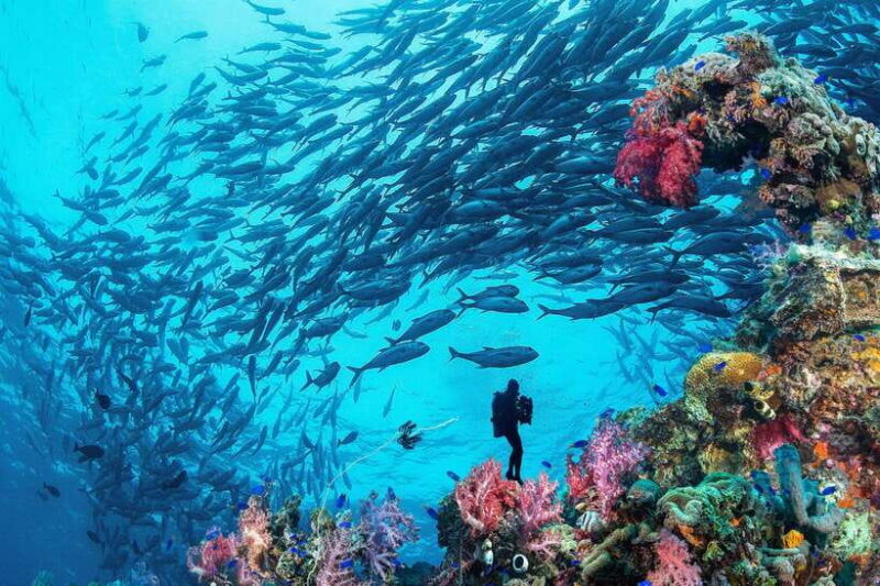 Bohol island: Fun dive local dive - Key Points