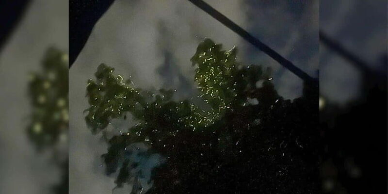 Bohol: Loboc River Firefly Watching Shared Tour - Key Points