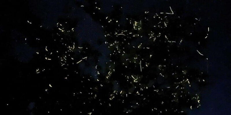 Bohol: Loboc River Firefly Watching Shared Tour - An Honest Look at the Loboc River Firefly Watching Tour