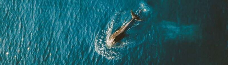 Bohol: Pamilacan Island Dolphin/Turtle Watching Tour & Lunch - A Deep Dive into the Experience