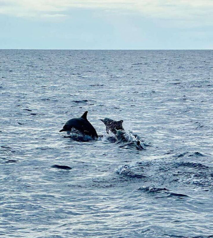 Bohol PAMILACAN Island Turtle & Dolphin Watching - The Experience in Detail