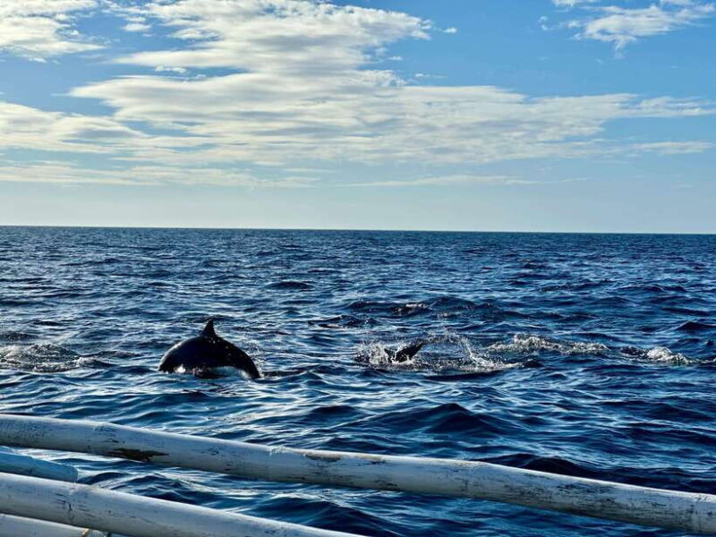 Bohol PAMILACAN Island Turtle & Dolphin Watching - The Itinerary Breakdown