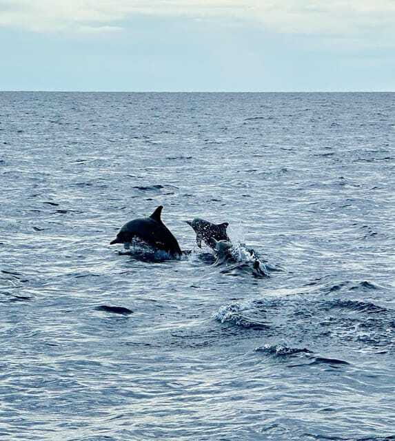 Bohol PAMILACAN Island Turtle & Dolphin Watching - FAQs