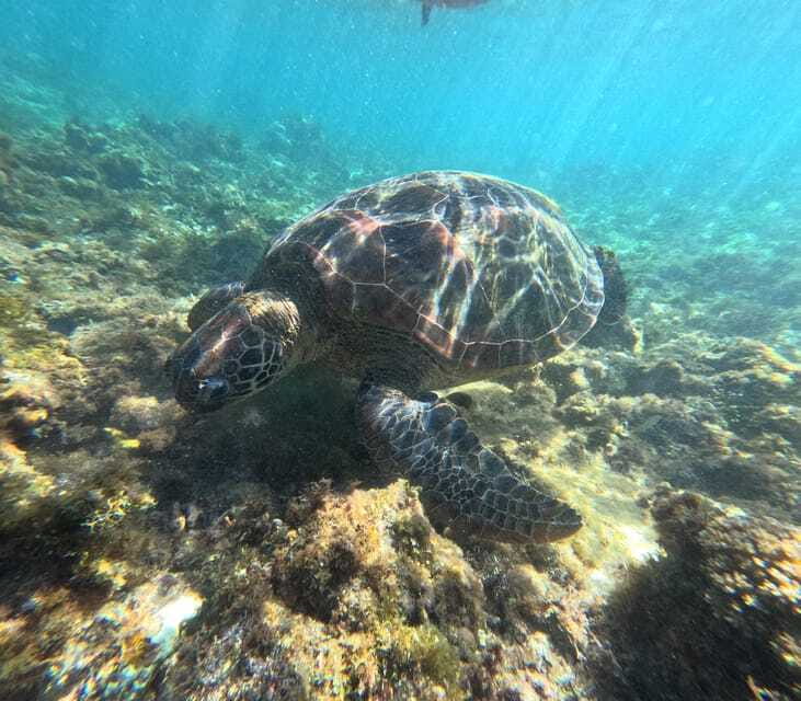 Bohol PAMILACAN Island Turtle & Dolphin Watching - Final Thoughts