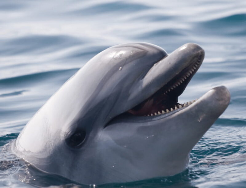 Bohol: Panglao Island Hopping & Dolphin Watching Tour - What to Expect from the Bohol Dolphin & Island Hopping Experience